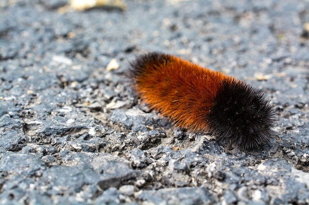 Free photo closeup shot of an isabella tiger moth on a rock