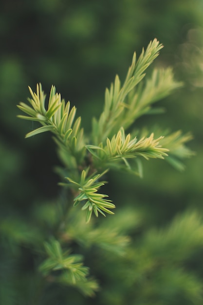 Closeup shot of the Japanese cedar tree  leaves