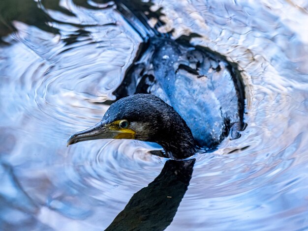 昼間に日本の大和の泉の森の湖で泳いでいるウミウのクローズアップショット