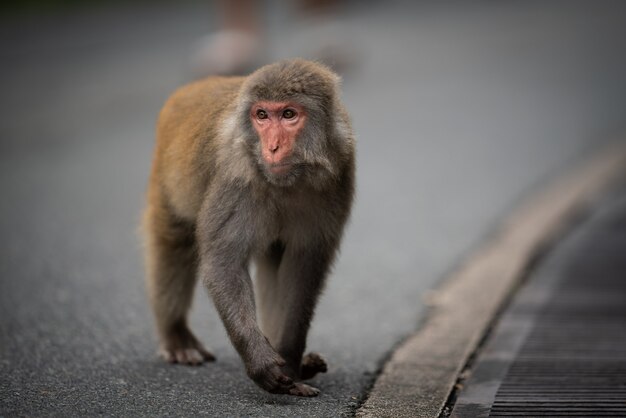 A closeup shot of a Japanese macaque on the street