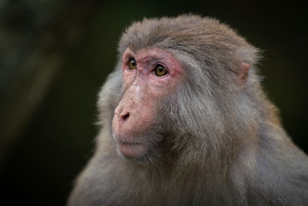 A closeup shot of a Japanese macaque