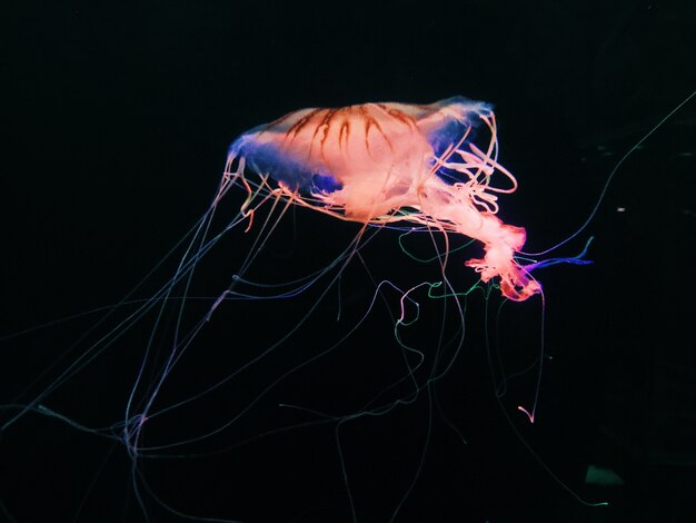 Closeup shot of a jellyfish swimming in the sea