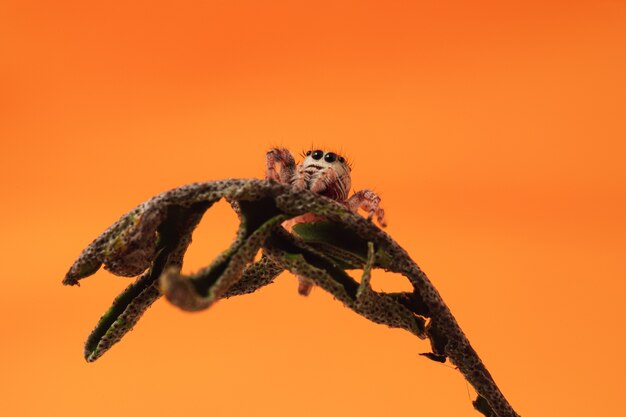 Closeup shot of a jumping spider on dried resurrection fern on orange wall