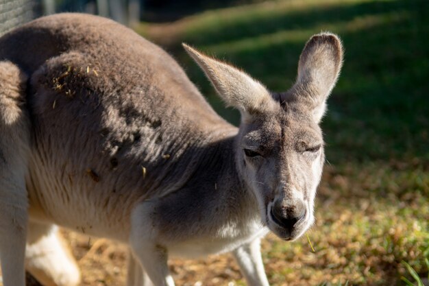 Closeup shot of a kangaroo looking