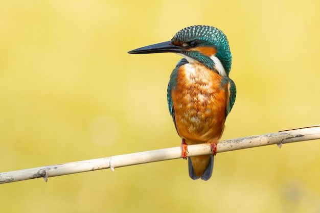 Closeup shot of a  kingfisher perching on a tree branch with a blurred space