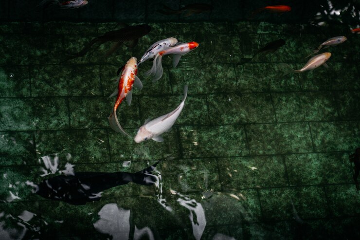Free Photo closeup shot of koi fish in a pool
