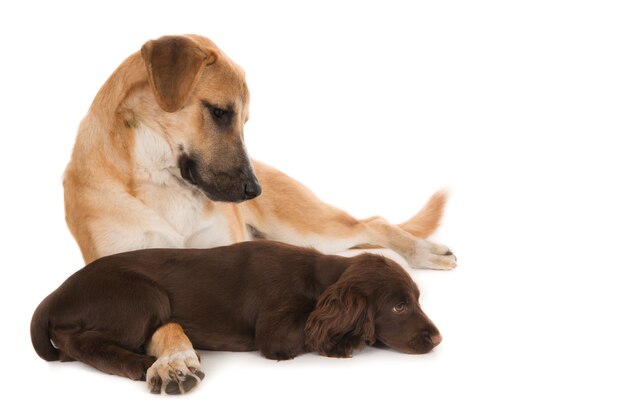 Closeup shot of Labrador Retriever and Field Spaniel on a white wall