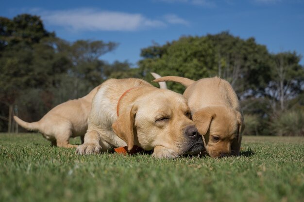 緑の芝生の上のラブラドールレトリバーの子犬と母親のクローズアップショット