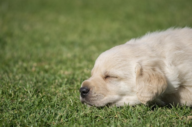 Closeup shot of a Labrador Retriever puppy sleeping on a green grass