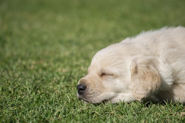 緑の芝生で眠っているラブラドールレトリバーの子犬のクローズアップショット