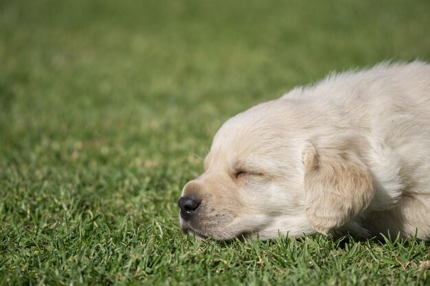 Снимок крупным планом щенка лабрадора-ретривера, спящего на зеленой траве