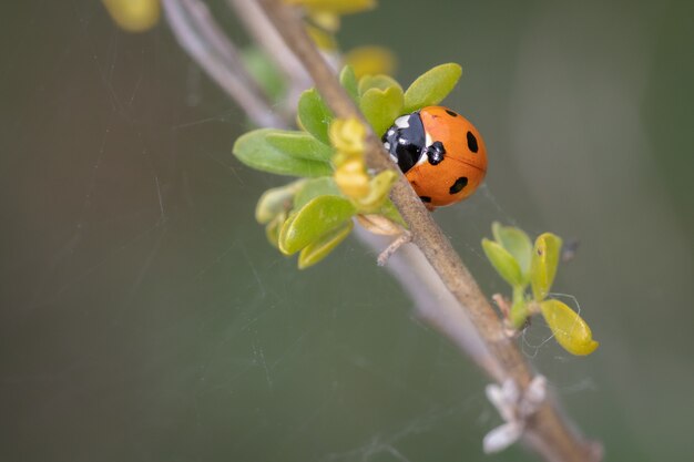 Closeup shot of a ladybug on a plant