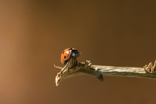 Closeup shot of a ladybug sitting on tree branch