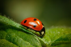 Free photo closeup shot of a ladybug standing on a leaf