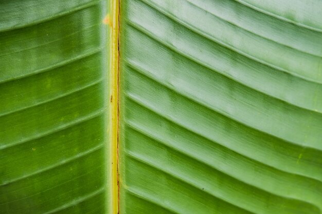 Closeup shot of a large beautiful wet green leaf