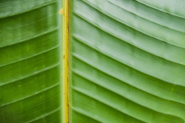 Closeup shot of a large beautiful wet green leaf