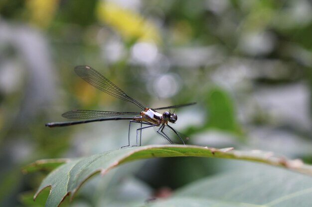 Closeup shot of a large dragonfly on a green leaf