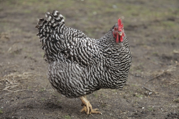 農場で大きなプリマスロック鶏のクローズ アップ ショット