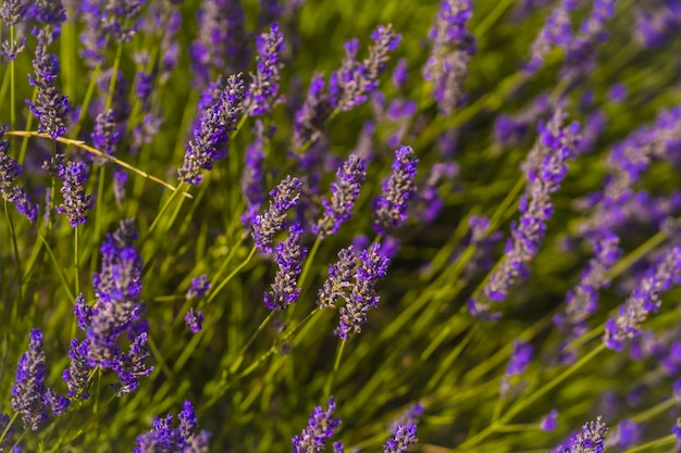 Closeup shot of a lavender fields