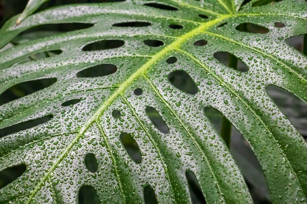 Closeup shot of the leaf of a plant with holes on its surface