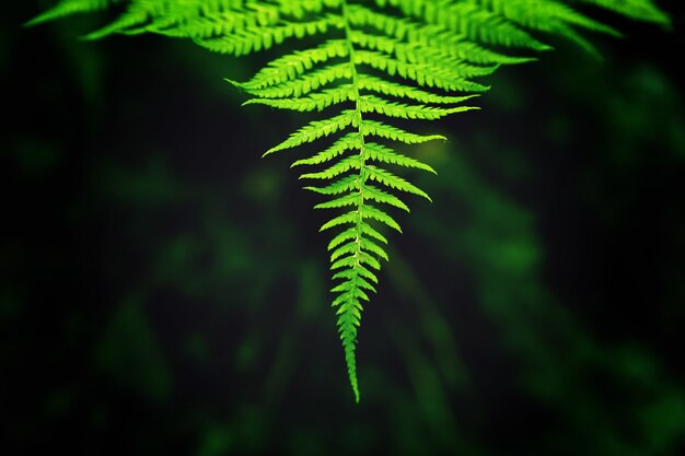 Closeup shot of the leaves on a branch growing in a perfectly aligned manner