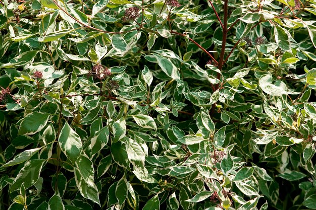 Closeup shot of the leaves on the branches of a plant