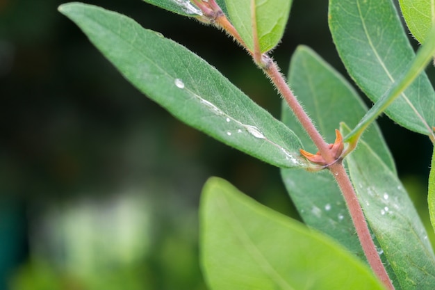dewdrops로 덮여 잎의 근접 촬영 샷