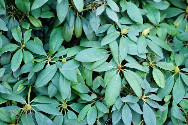 背景のマニルカラ植物の葉のクローズアップショット