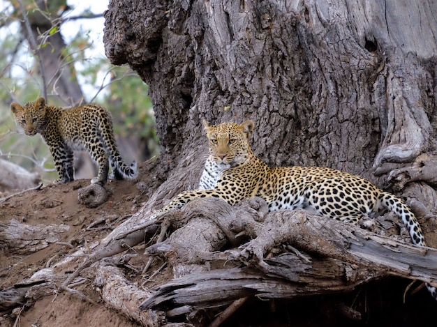 Closeup shot of a leopard with her baby near brown tree trunk