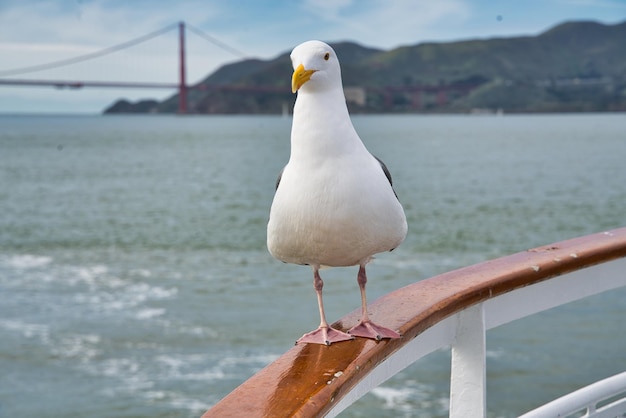 Closeup shot of a lesser black-backed gull sitting on a ship rail