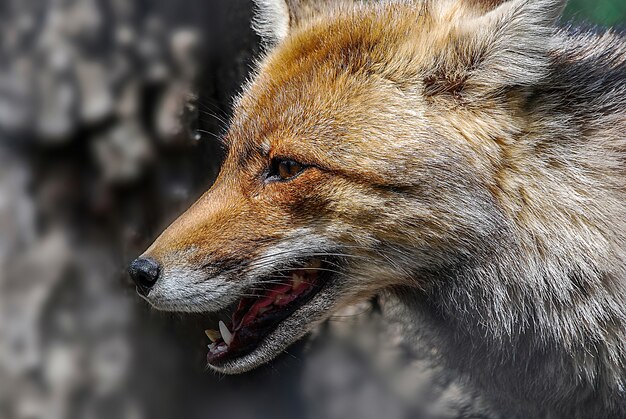 Closeup shot of a light brown fox during daytime