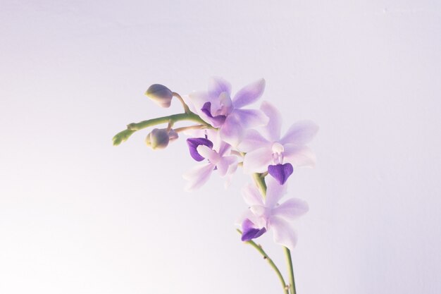 Closeup shot of a light purple flower