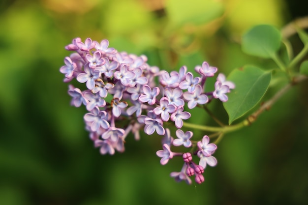 Closeup shot of a lilac flower with a blurry background