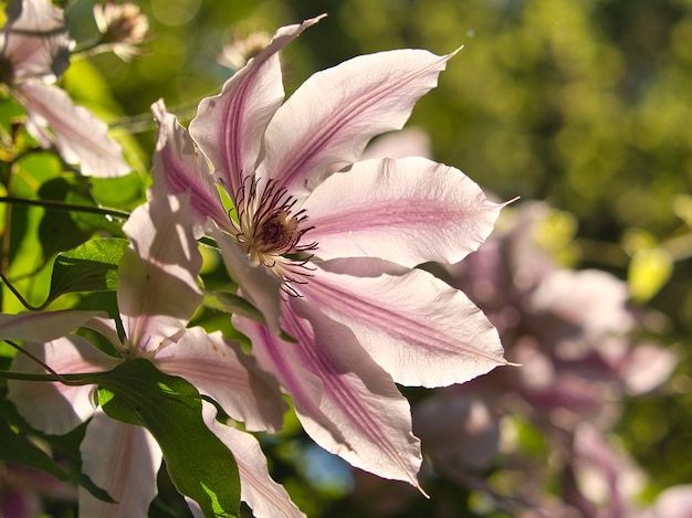 Closeup shot of a lily