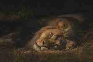 Free photo closeup shot of a lion laying on a dry grassy field