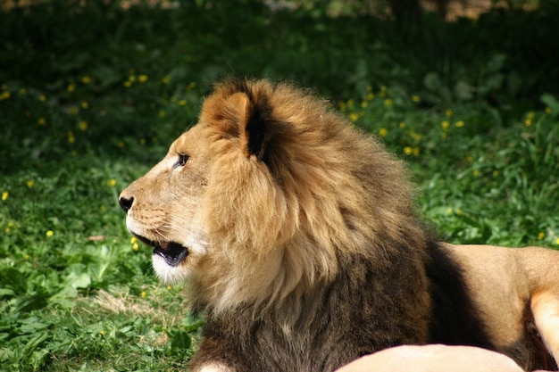 Снимок крупным планом льва, лежащего на земле, глядя в сторону
