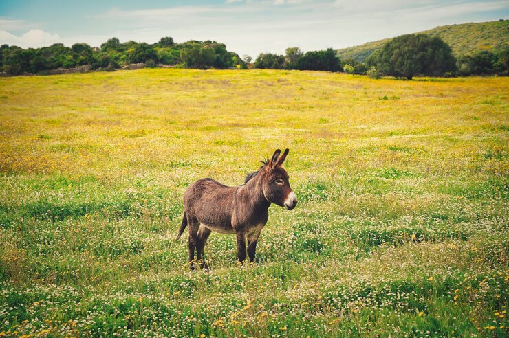 Free Photo closeup shot of a little donkey on the yellow flower's field