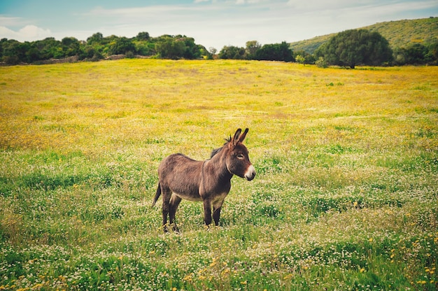 Closeup shot of a little donkey on the yellow flower's field