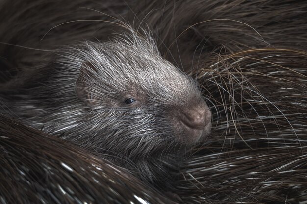 Closeup shot of little porcupine