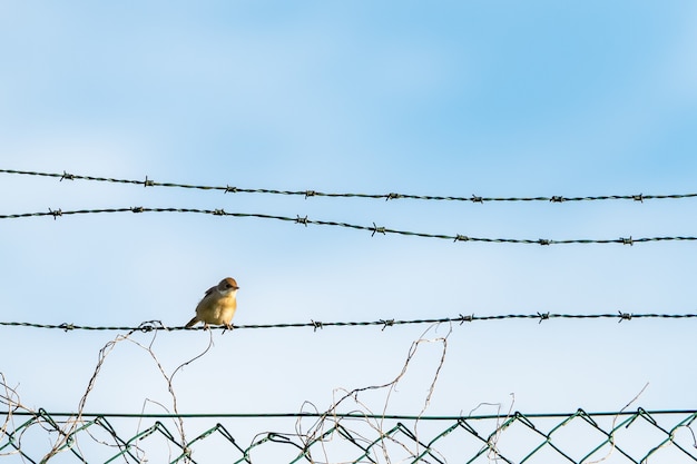 Крупным планом снимок маленькой желтой птички, сидящей на колючей проволоке