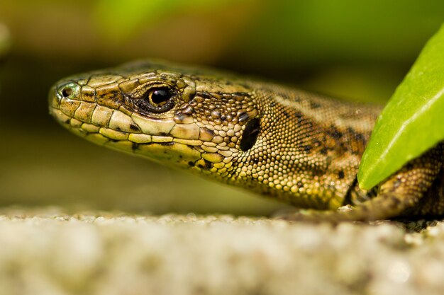 Closeup shot of a lizard on the rock