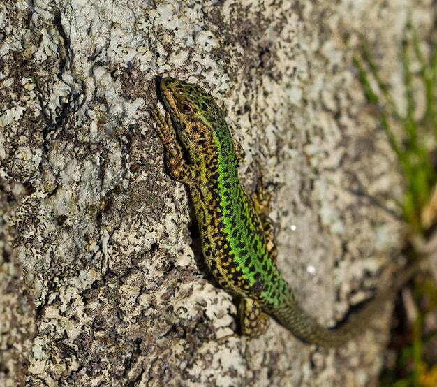 Closeup shot of a lizard on a rock