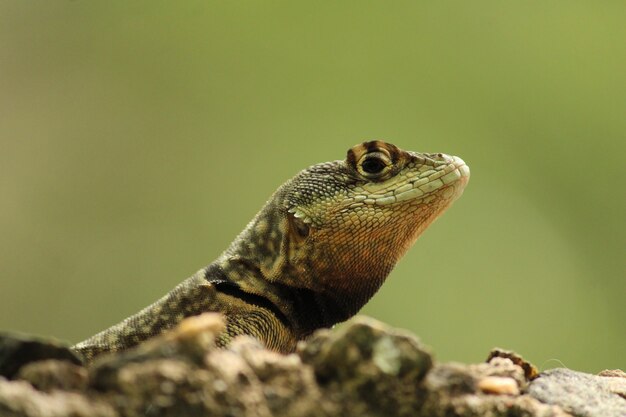 Free photo closeup shot of a lizard