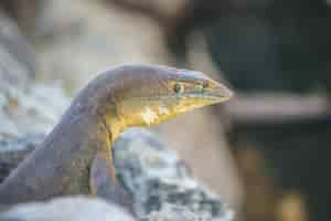 Free photo closeup shot of a lizard