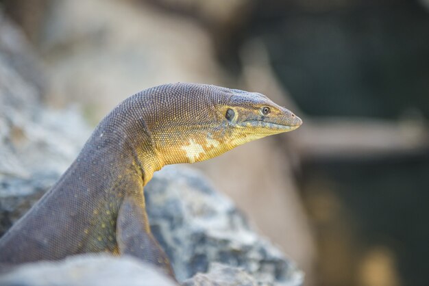 Closeup shot of a lizard