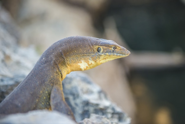 Closeup shot of a lizard
