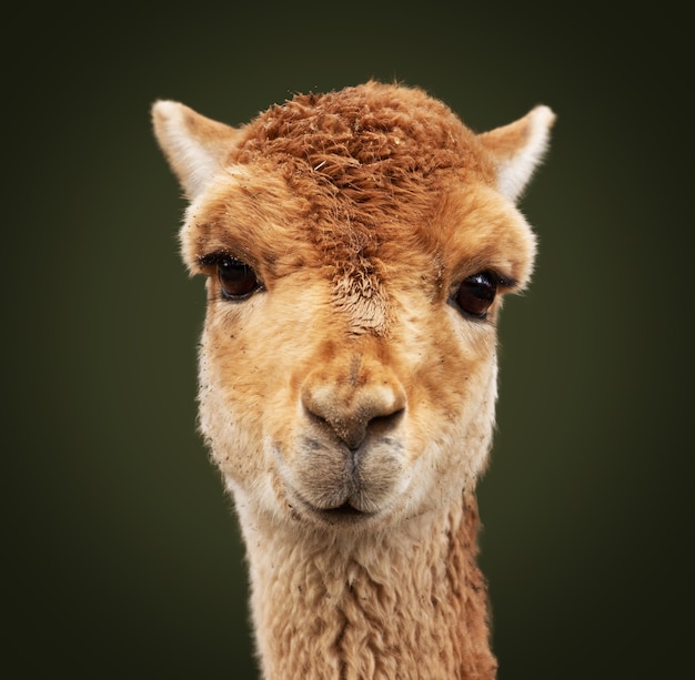 Closeup shot of a llama looking at the camera