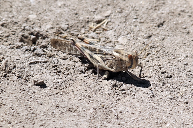 Colpo del primo piano di una locusta a terra