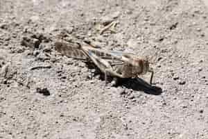 Free photo closeup shot of a locust on the ground