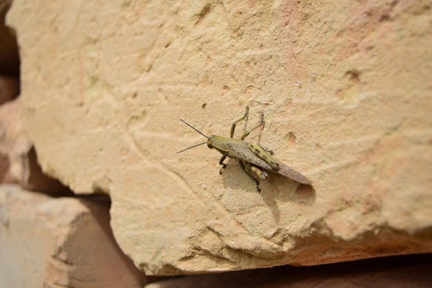 Closeup shot of a locust on a stone